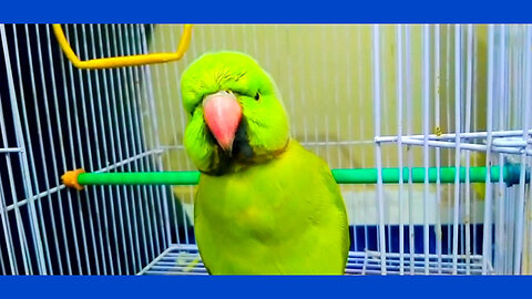 Cutest Talking parrot♥️