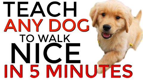 5 MINUTE DOG TRAINING Teach ANY dog to walk nice on the leash