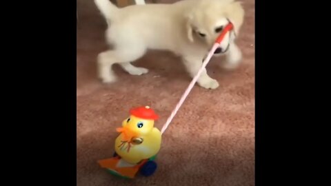 Little Puppy Enjoyed Touring its Ducky Toy