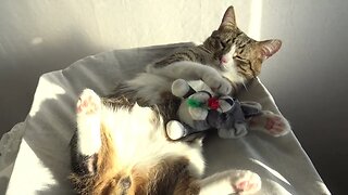 Happy Cat Sleeps in the Sunshine