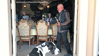 Great Dane And Friends Watch Funny Champagne Cork Pop