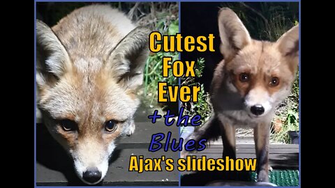 🦊Friendly urban #fox Ajax all the foxy photos so far - the slideshow set to the #blues