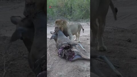 Male Lion Moves His Meal #shorts