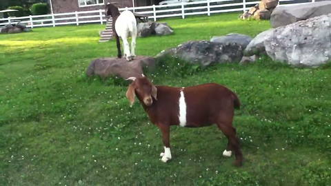 "Goats Get Confused By Invisible Duck"