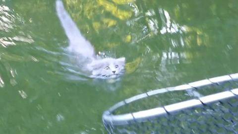 Boy Catches Kitten While Fishing