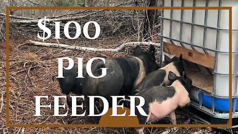 Building A 1500 Pound Hog Feeder For $100!