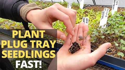 The BEST Way to Plant Plug Tray Seedlings