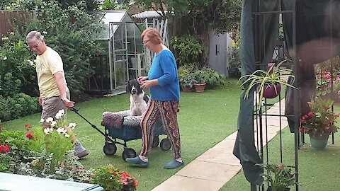 Parents caught teaching old dog to ride in trolley