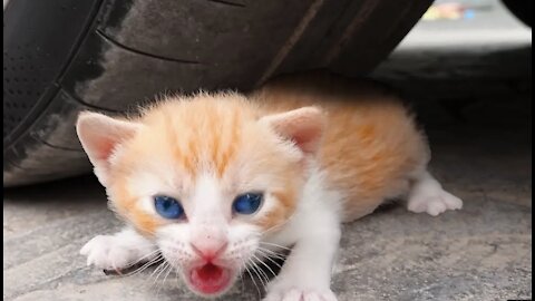 Crushing crunchy & Soft Things by Car! EXPERIMENT: BABY CAT VS CAR2