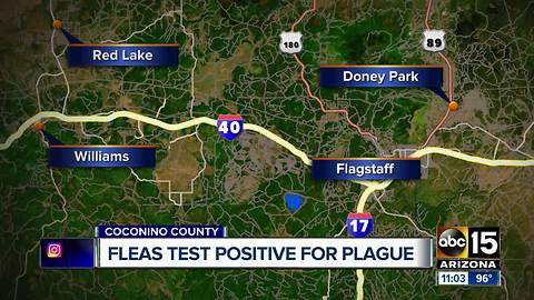 Fleas test positive for plague in Coconino County