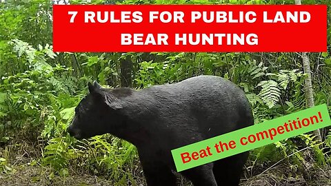 7 Rules for Successful Public Land Bear Baiting