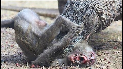 KOMODO DRAGON EATS MONKEY