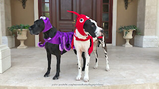 Funny Great Danes Model Lobster And Octopus Halloween Pet Costumes