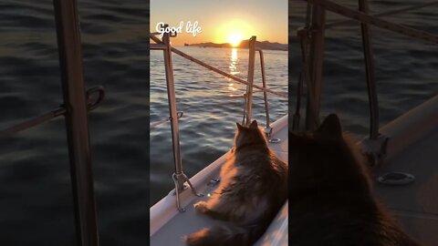 Cats living the life 복받은 냥님 둘