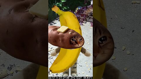 Banana Cat Vs Sweet Potato Cat! 🍌🍠