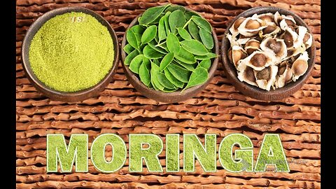 moringa health benefits Moringa the miracle tree