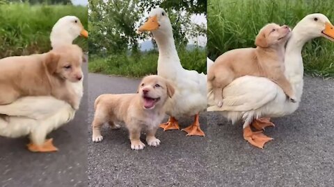 Dog and Duck Friendship