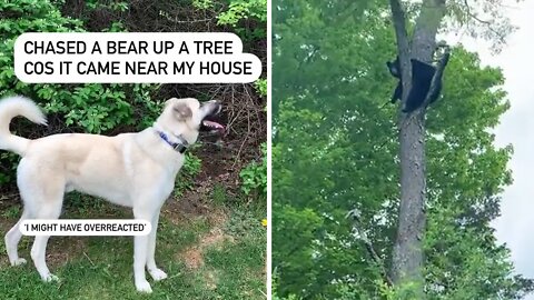 Brave pup incredibly scares bear up a tree