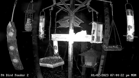 Southern flying squirrels on PA Bird Feeder 2 1/2/2023