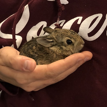 Hungry baby bunny