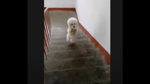 Talented Dog Can Walk Up Stairs on Two Legs