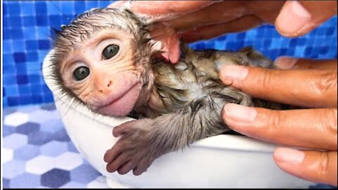 Baby monkey Bon Bon bath in the bathtub and eating watermelon ice cream with puppy in the garden