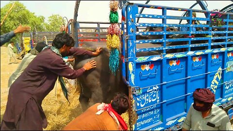 dangerous buffalo animals loading | buffalo| buffalo load in mandi | angry dangerous buffalo loading