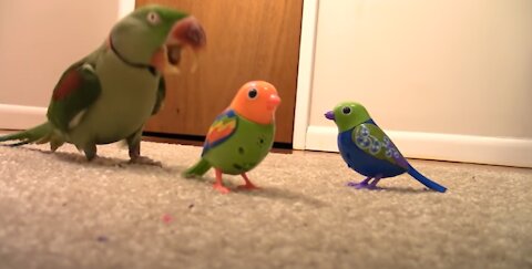 Parrot Reaction To Carton Birds