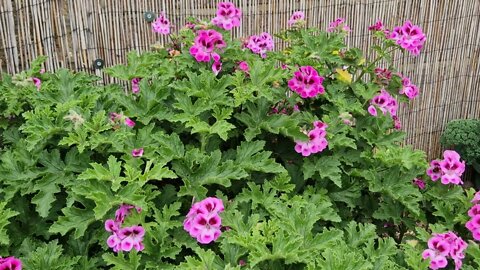 2 minutes of calm relaxation watching a bee flitting around pretty pink flowers.