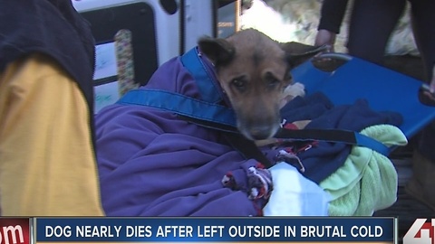 Dog nearly dies after left outside in brutal cold