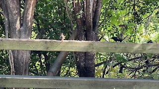 Cardinal fledgling and black bird