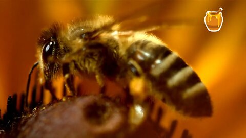 EPIC Slo Mo Honey Bee Collecting Pollen 🐝🍯 #shorts #nature #short