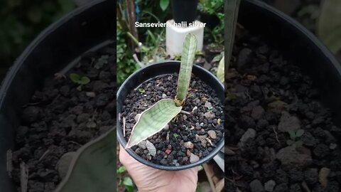 sansevieria#shorts