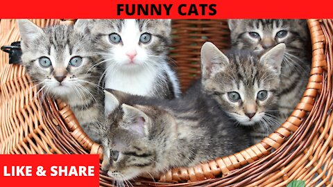 Funny and cute cat videos to make your day happier!