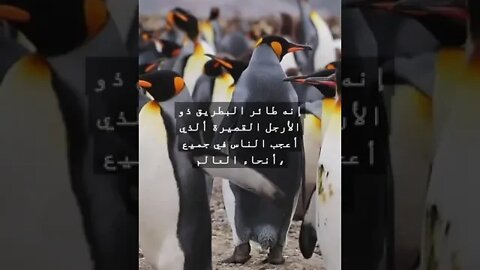 ماهو الحيوان الذي أعجب الناس في جميع أنحاء العالم؟ #shorts #funny #السعودية