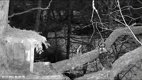 Eagle Owl Calls Mate From Nest Branch 🦉 03/17/23 05:32