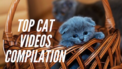 Top funny cats compilation video | Pet Loverz