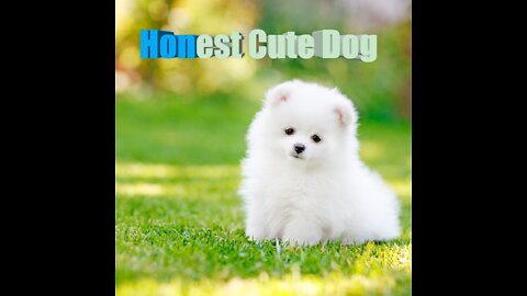 | Honest animal||Cute Dogs|| cute cats||Dogs||animal ||