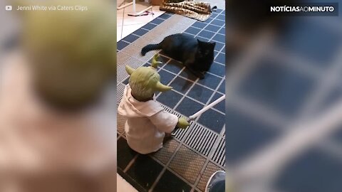 Uma batalha épica entre Yoda… e um gato!