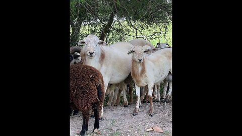 Parasite resistant St Croix/Katahdin cross rams available for your farm.