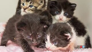 AHS rescues kittens stuck in attic