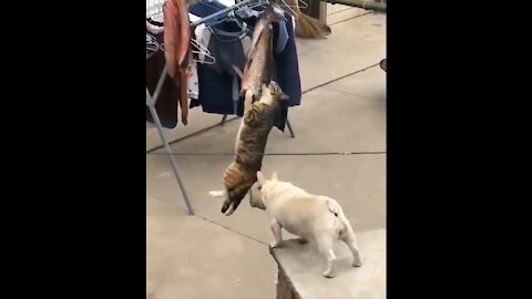 Cat with Mission Impossible Theme played with a Flute