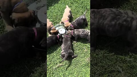 Puppies eating. Finny litter. LonelyCreek 8-7-23