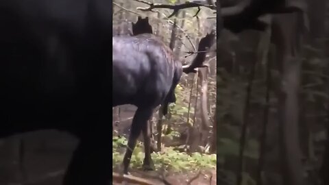 Hiker gets a unexpected visitor 🦌