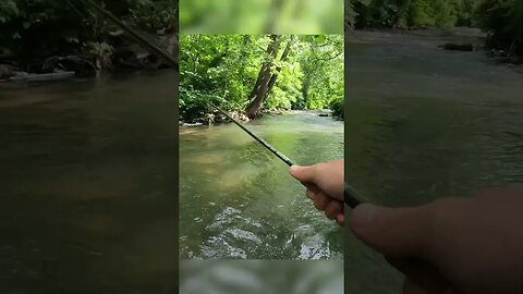 Catching a BIG BROWN TROUT! #shorts #fishing