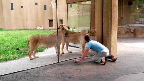 How to play with lions at the zoo