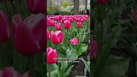 Keukenhof: Famous Tulip Festival in Amsterdam