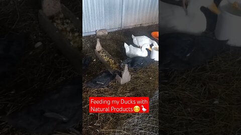 Feeding my Ducks with Fresh Products😊|#shorts #short #shortvideo #shortsvideo #shortsfeed #farming