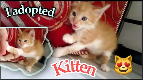 cute little kitten adoption, so adorable