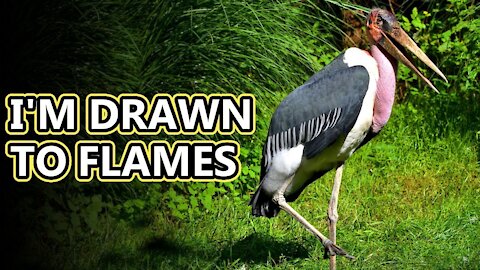 Explore the Marabou Stork facts they chase fire Animal Fact Files